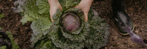 The Land We Stand On: Why Ownership Matters for Food Security