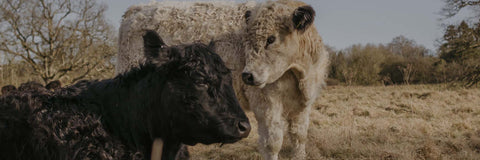 Why We Believe in Eating Nose-to-Tail — And 5 Ways to Implement It