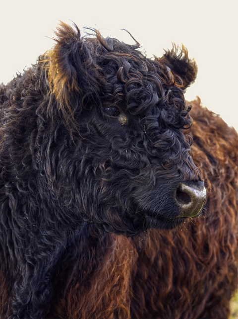 Galloway Beef Box