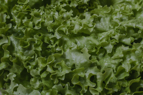 Lettuce Head