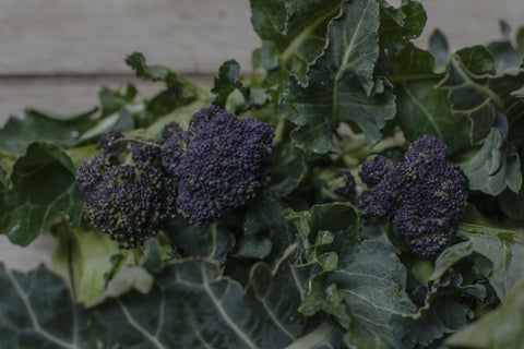 Kitchen Garden Box