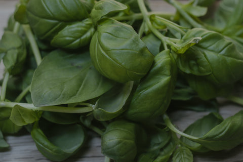 Basil