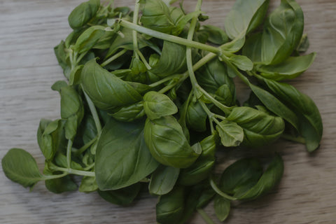 Basil