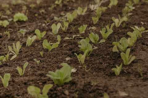 Seasonal Vegetable Box
