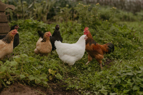 Heritage Hen Egg Share