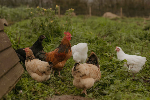 Heritage Hen Egg Share