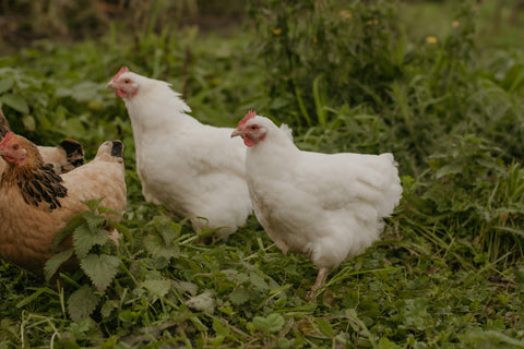 Heritage Hen Egg Share