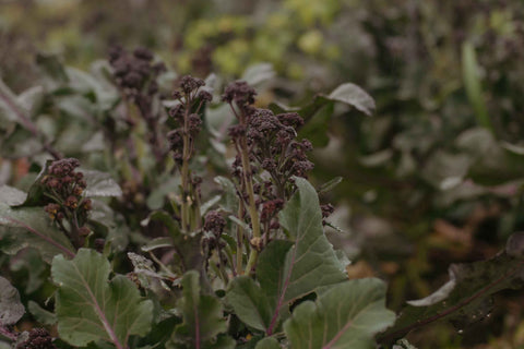 Seasonal Vegetable Box