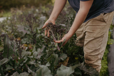 Seasonal Vegetable Box