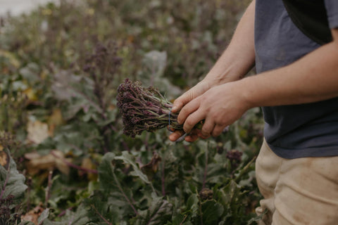 Purple Sprouting Broccoli