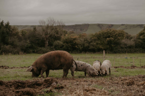 Heritage Pork Box