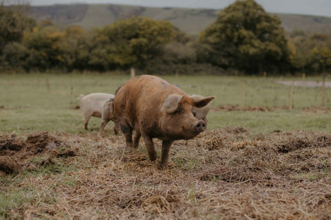 Heritage Pork Box