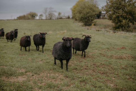 Hebridean Lamb Box