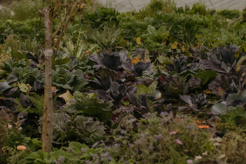 Explore the Vegetable Garden