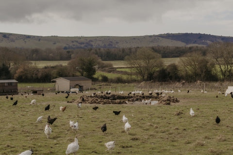 Our Woodland Farm Shop Has Opened