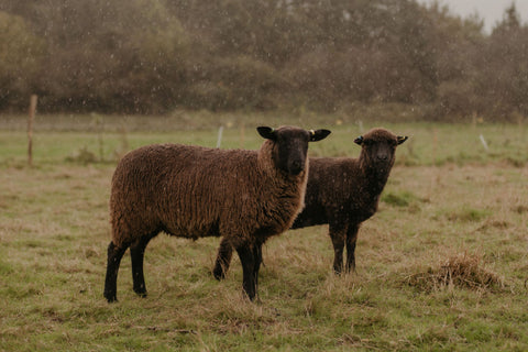 Lamas Weekend