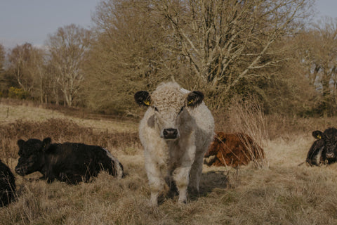 Marking a Meaningful First for My Little Farm