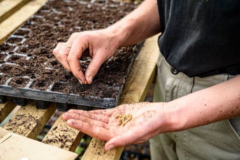 What's being sown?
