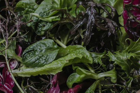 Salad Mix