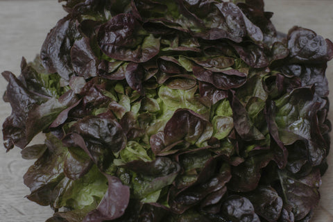 Red Leaf Lettuce