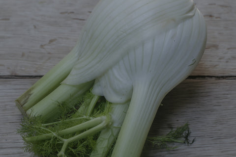 Fennel