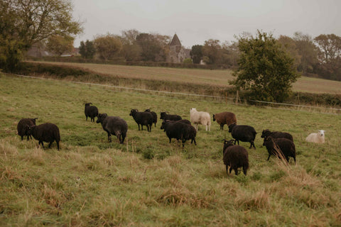 Hebridean Lamb Box