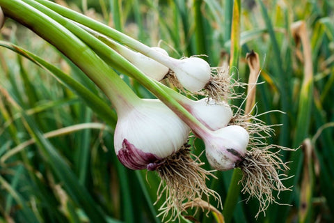 Fresh Garlic