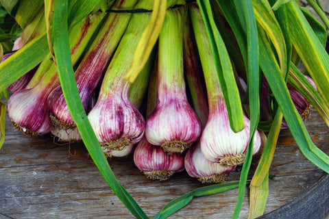 Fresh Garlic