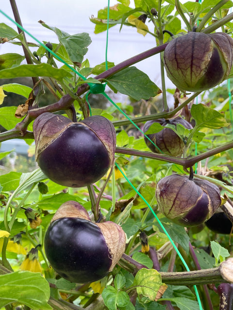 Tomatillos bulk buy
