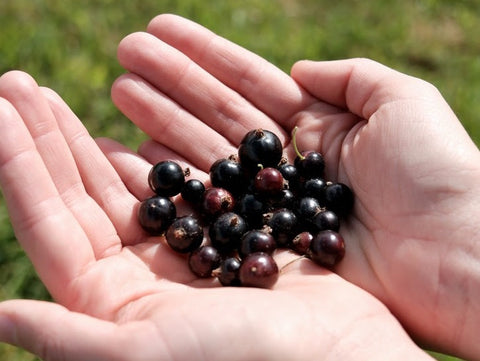 Blackcurrants